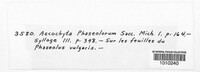 Boeremia exigua image